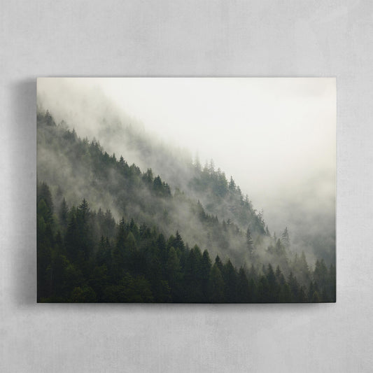 Foggy Mountain Forest