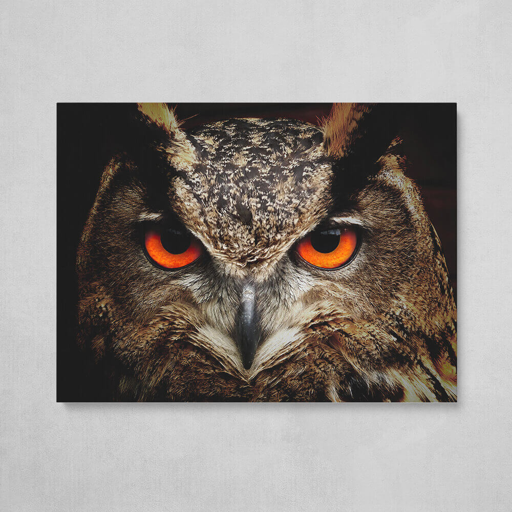 Owl Gaze